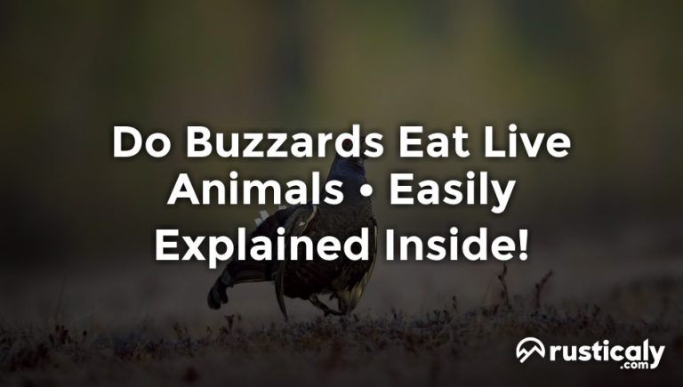 do buzzards eat live animals