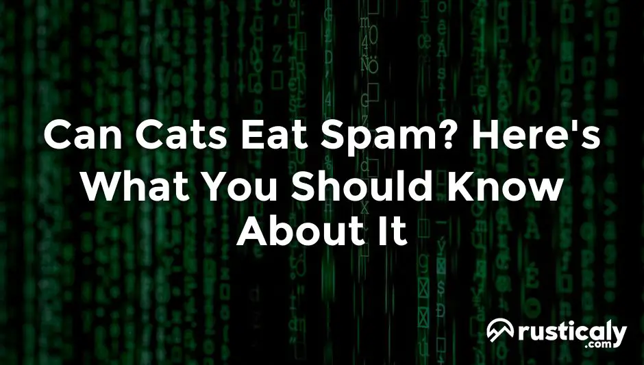 can cats eat spam