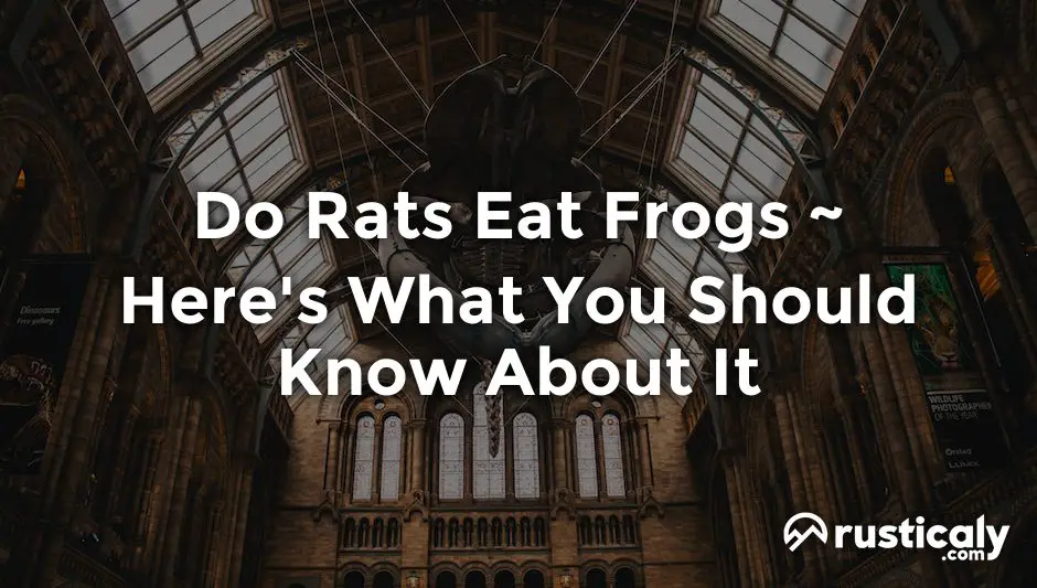 do rats eat frogs
