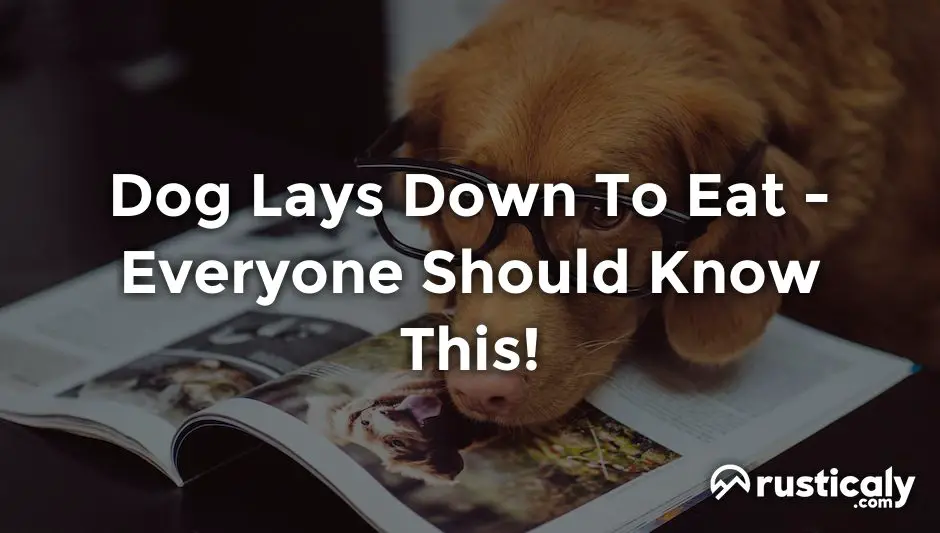 dog lays down to eat