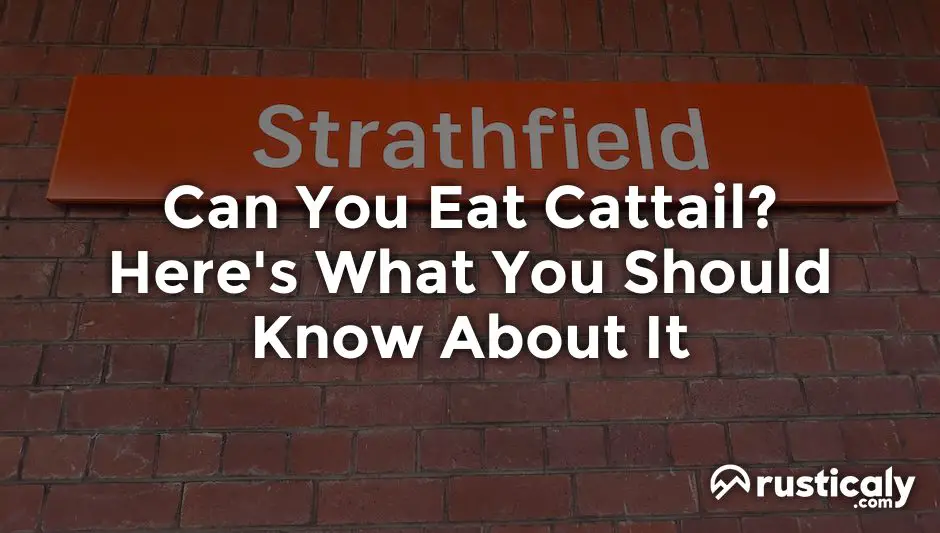can you eat cattail