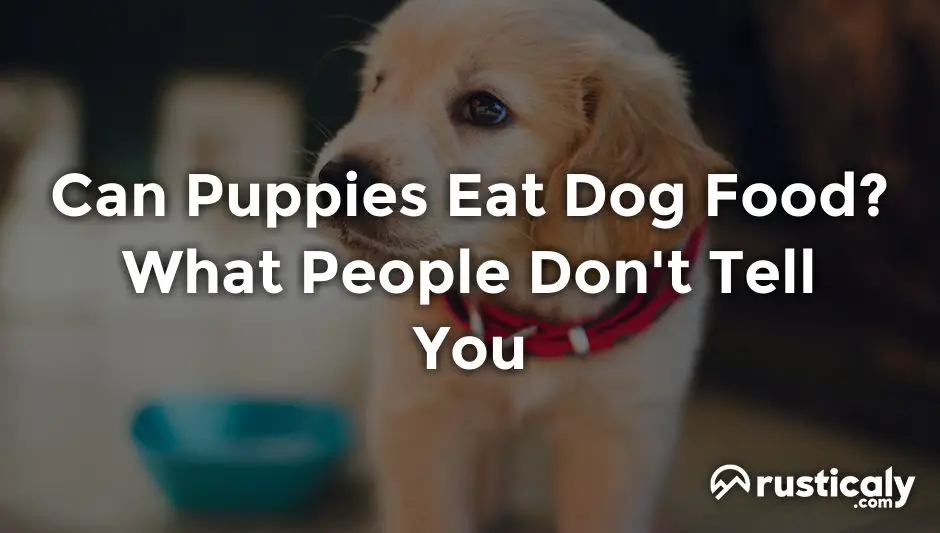 can puppies eat dog food