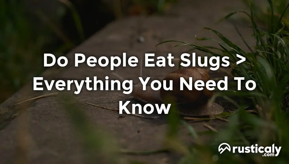 do people eat slugs