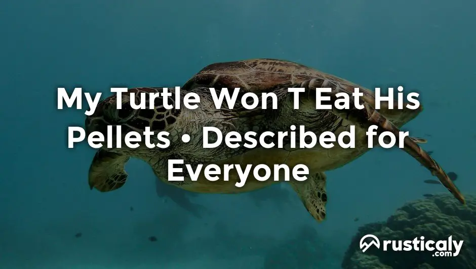 my turtle won t eat his pellets