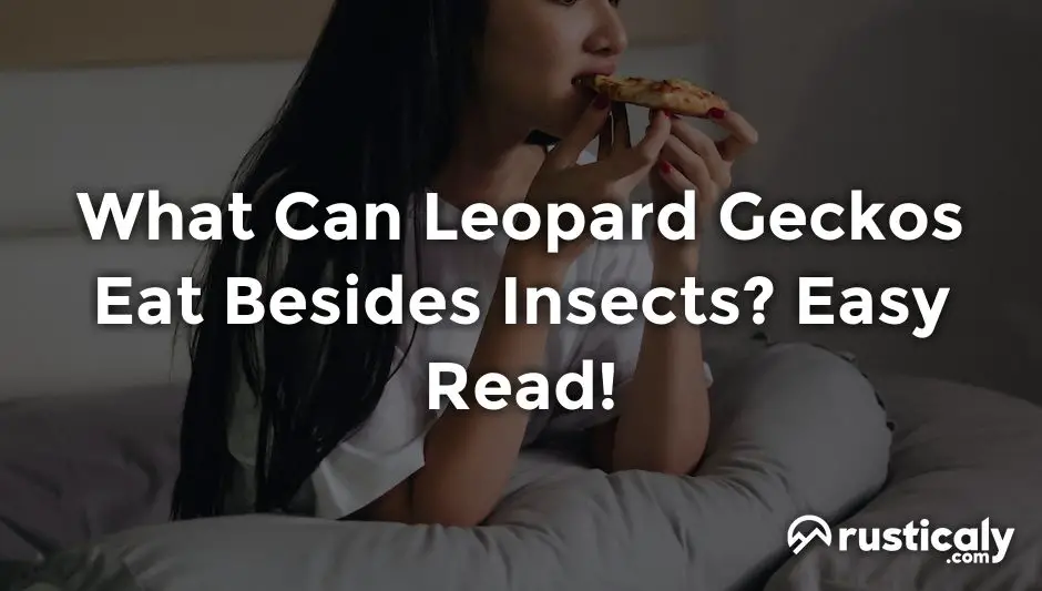 what can leopard geckos eat besides insects